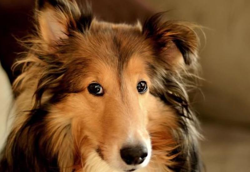 Попала под ливень, машину заносило и она сбила, как ей показалось, урну. Но это была не она