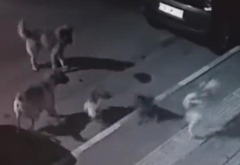 Отчаянная кошка повергла в бегство стаю собак