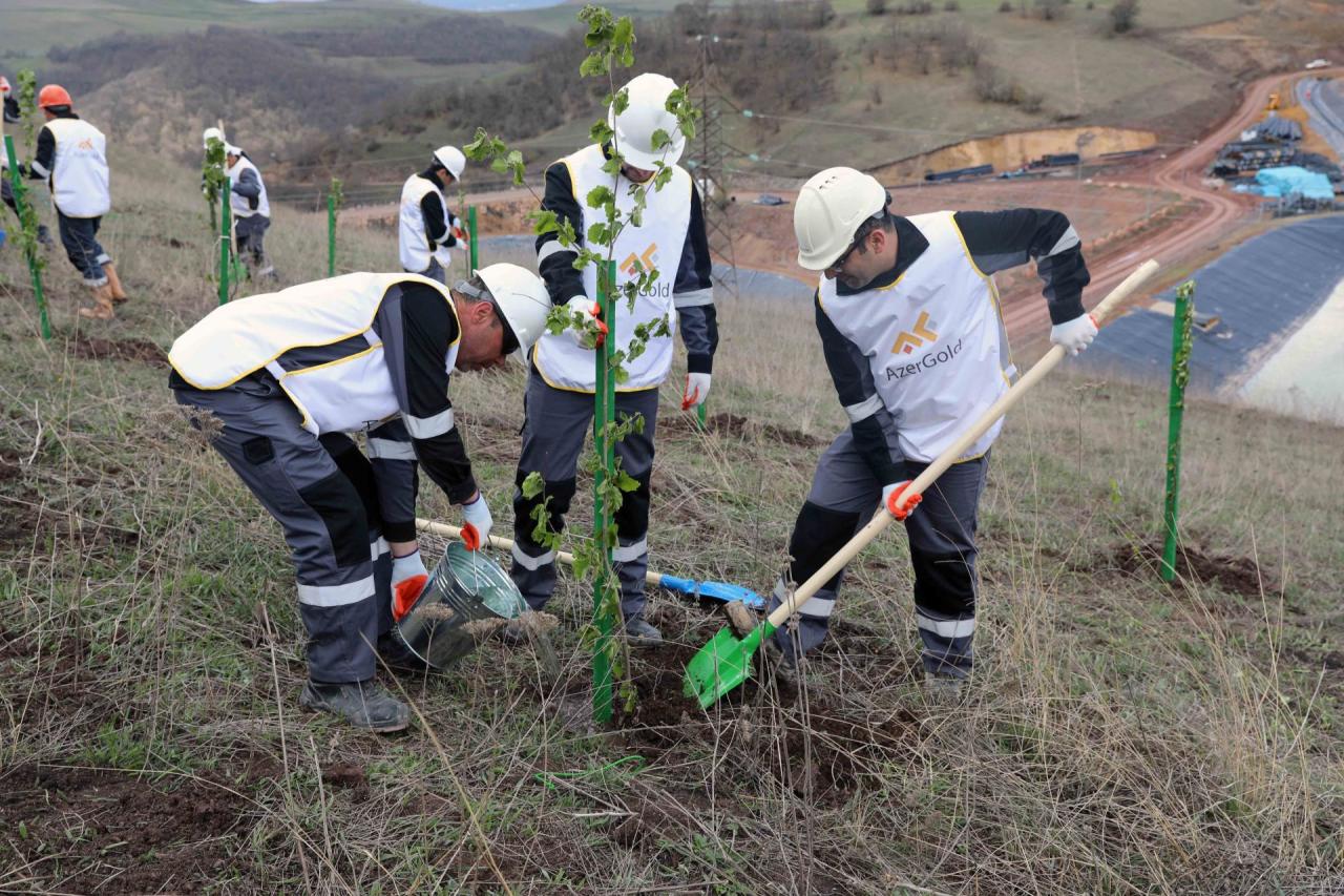 ЗАО “AzerGold” провело очередную акцию озеленения