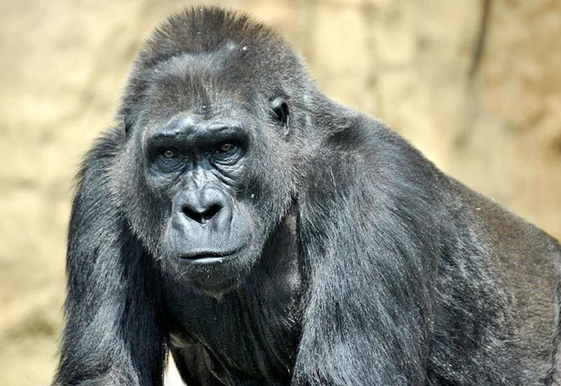 Обезьяну научили пользоваться Instagram