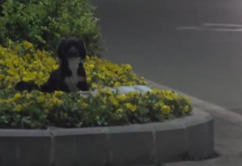 Пёс охранял тело погибшего на дороге сородича