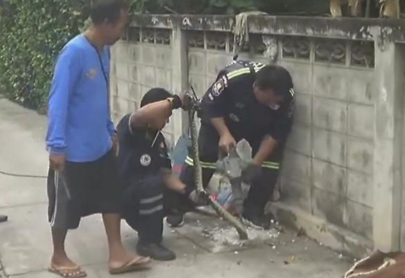 Питон, уползая от собак, застрял в сливной трубе