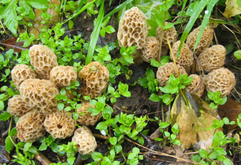 Qan azlığı, xərçəng, diabet, infarkt… - BİR GÖBƏLƏYİN MÖCÜZƏSİ