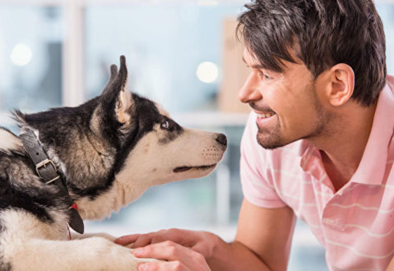 Собаки "заражаются" стрессом от хозяев - ученые