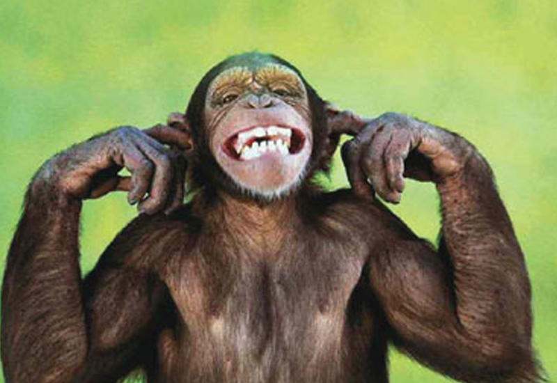 Alimlər şimpanzelər arasında nadir “vətəndaş müharibəsi” qeydə alıblar