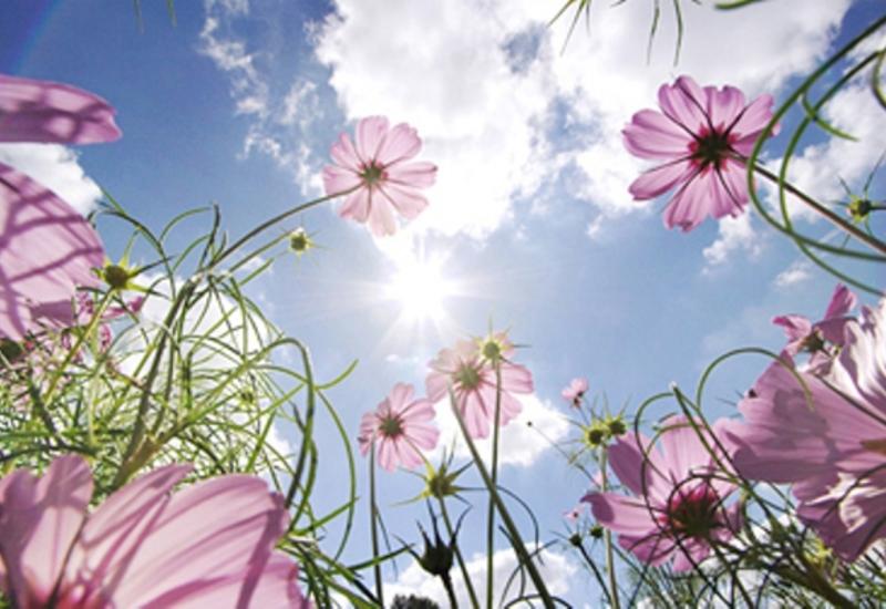 Azərbaycana Yaz fəsli gəlir