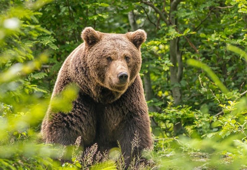 Наглый медведь попытался проникнуть в дом