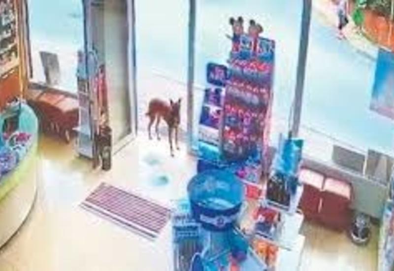 Поранившая лапу собака пришла в аптеку за помощью