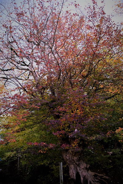 Край лесов и водопадов - великолепный Масаллы