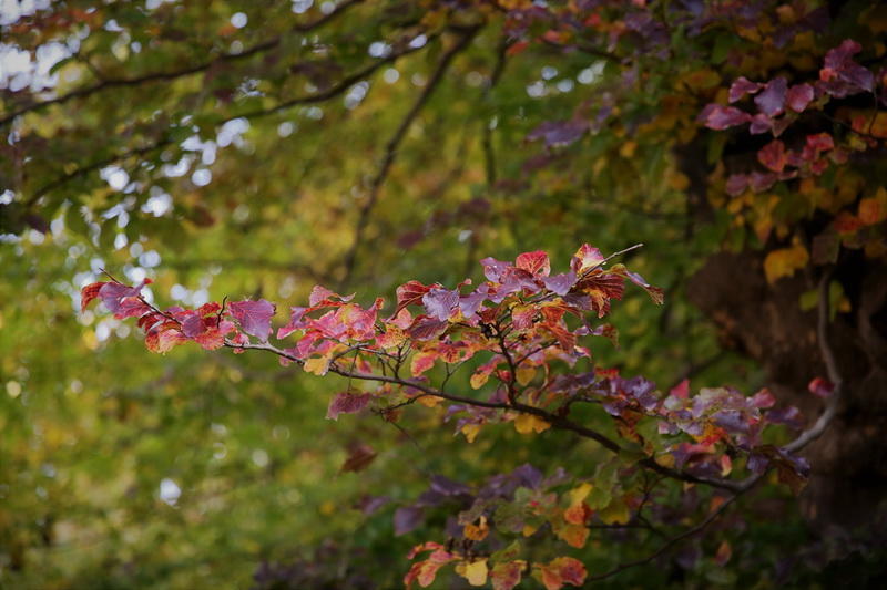 Край лесов и водопадов - великолепный Масаллы
