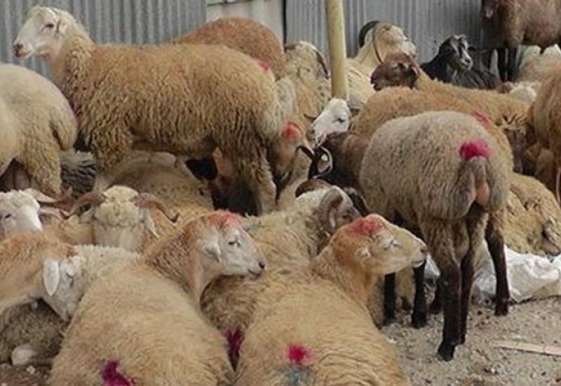 В Азербайджане рассказали о традициях и обрядах праздника Гурбан