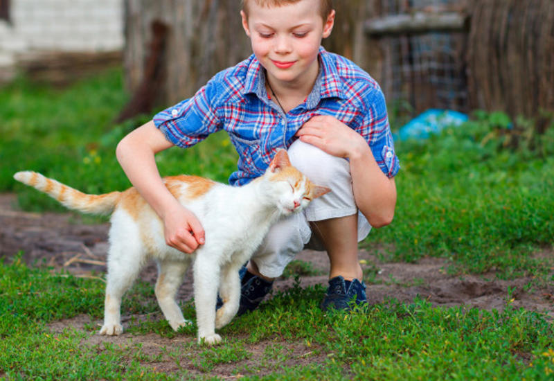 Почему кошка трется об ноги