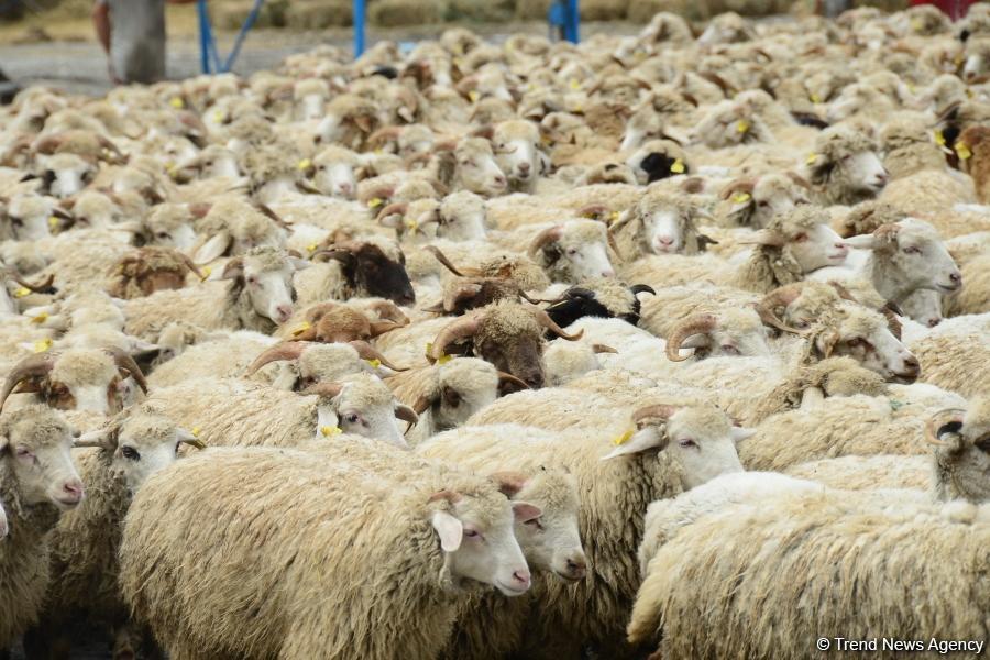 Журналистам показали, как будут работать пункты жертвенного забоя скота