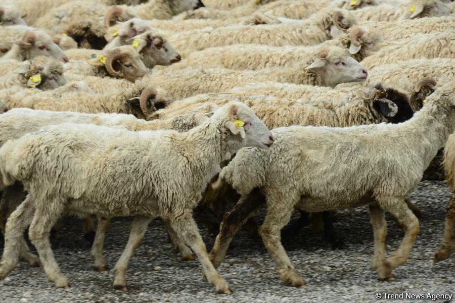 Журналистам показали, как будут работать пункты жертвенного забоя скота