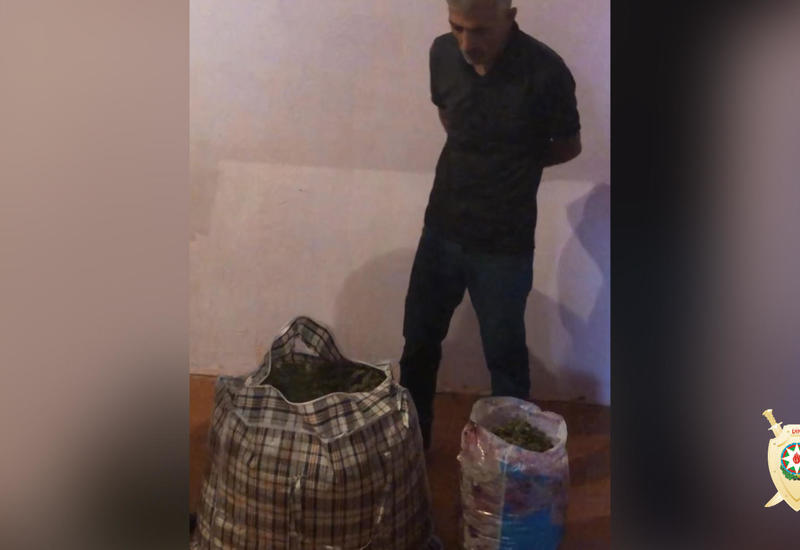 Azərbaycanda 1 tona yaxın narkotik aşkar edildi - Xüsusi əməliyyat