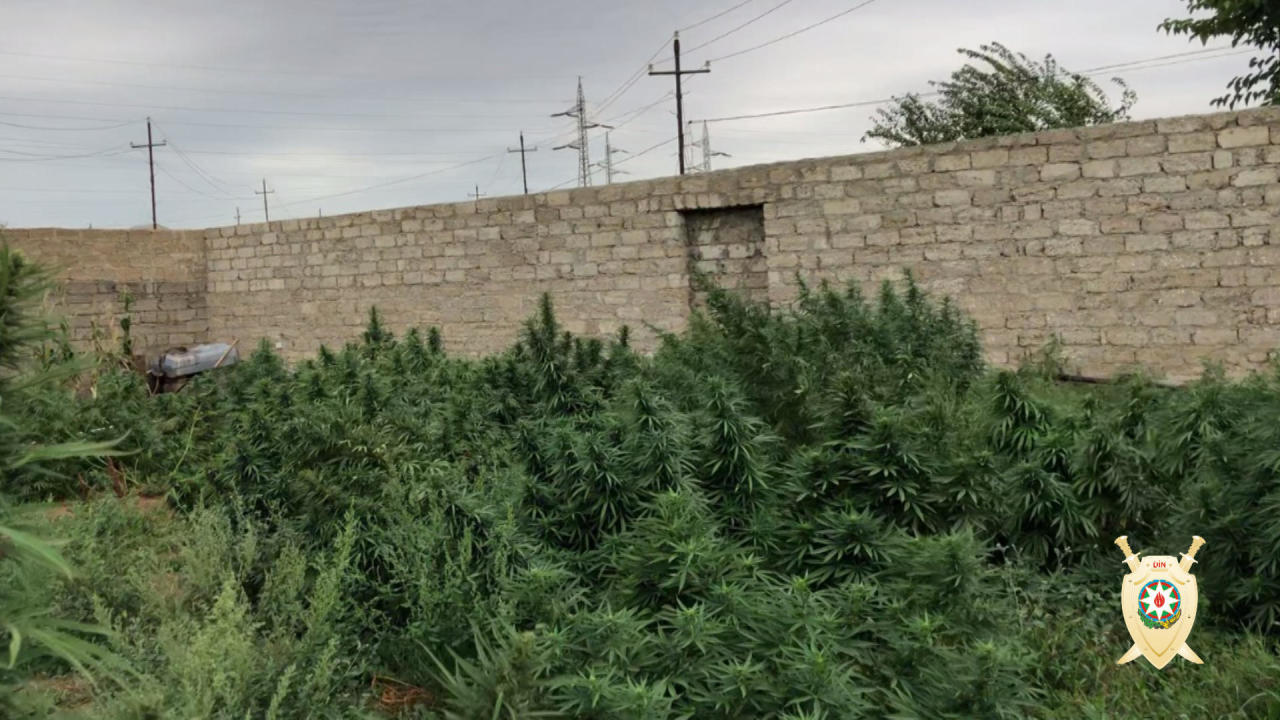 Azərbaycanda 1 tona yaxın narkotik aşkar edildi - Xüsusi əməliyyat