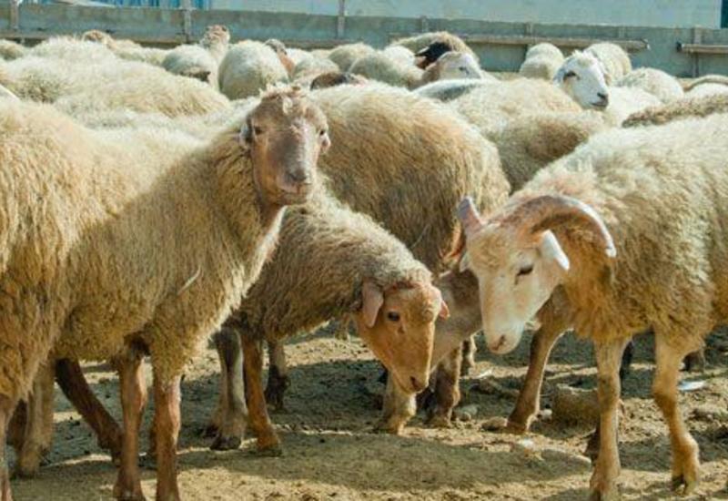 В Азербайджане продезинфицировали пункты продажи и забоя скота
