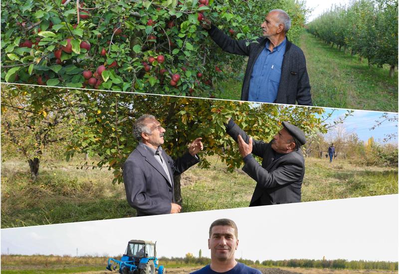 В рамках проекта "Социальные сады" в Азербайджане создаются фруктовые сады для 250 семей