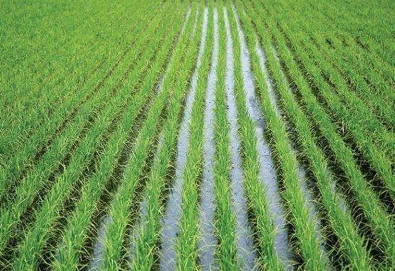 Замминистра о преимуществах выдачи субсидий по новым правилам