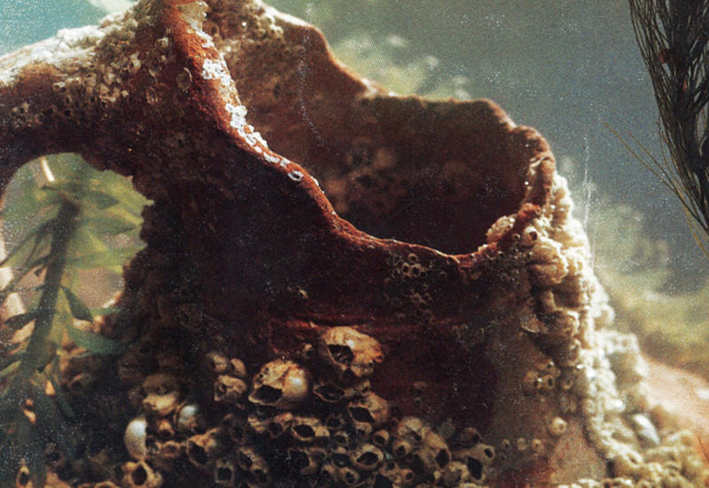 Сокровища на дне Каспия: находки древних городов Азербайджана 12-13 вв