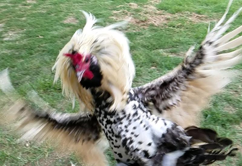 В Австралии петух убил женщину во время сбора яиц