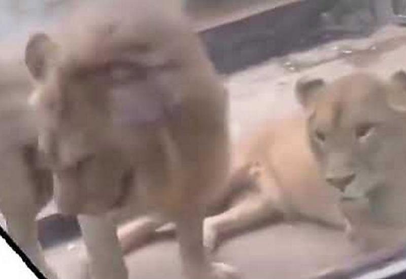 Львица не позволила самцу «ворваться» в своё личное пространство