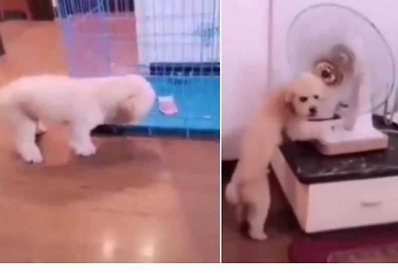 Смекалистый пёс, используя вентилятор, достал из клетки купюру