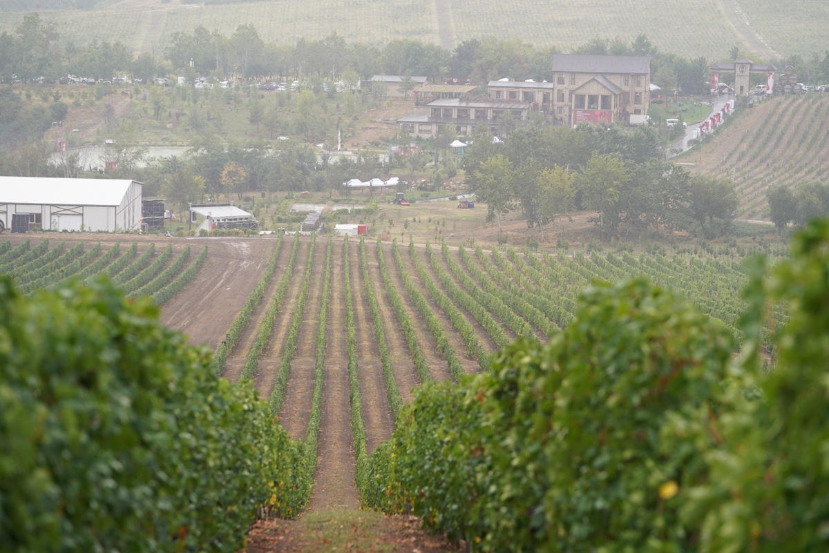Яркие моменты первого Азербайджанского фестиваля винограда и вина