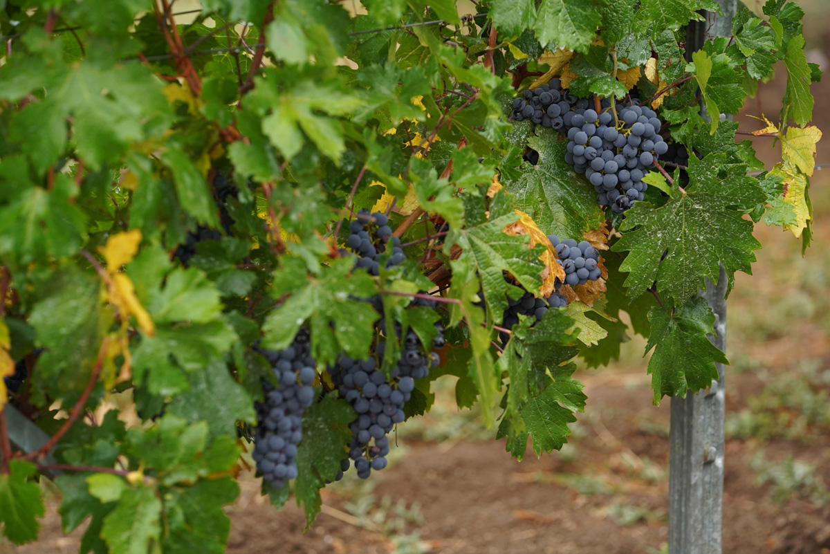 Яркие моменты первого Азербайджанского фестиваля винограда и вина