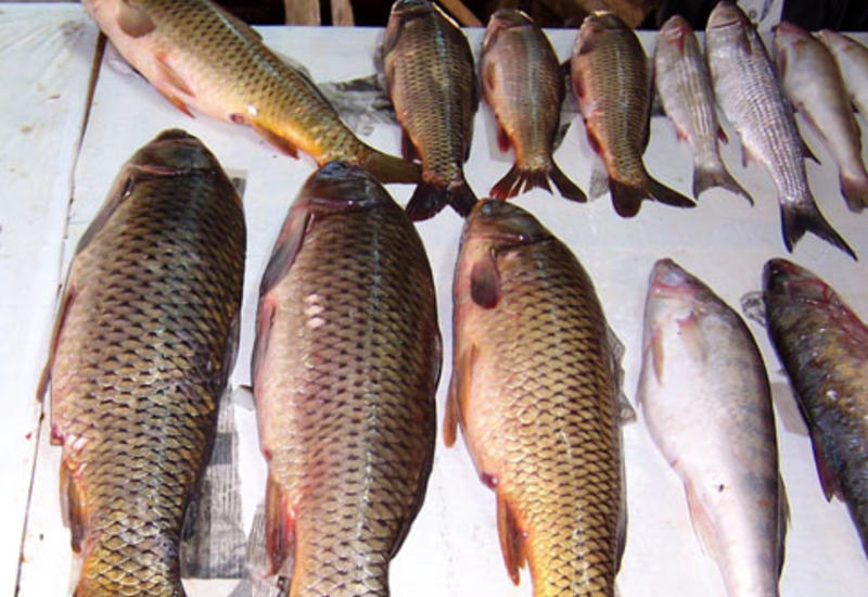 Balıq alarkən nələrə diqqət etmək lazımdır? - VİDEO