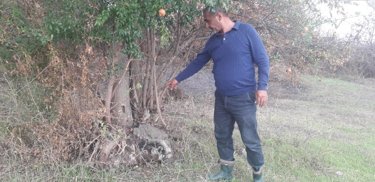 Şəmkirdə təhlükəli tapıntı - FOTO