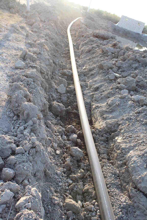В Сабирабаде посадят 50 тыс. деревьев