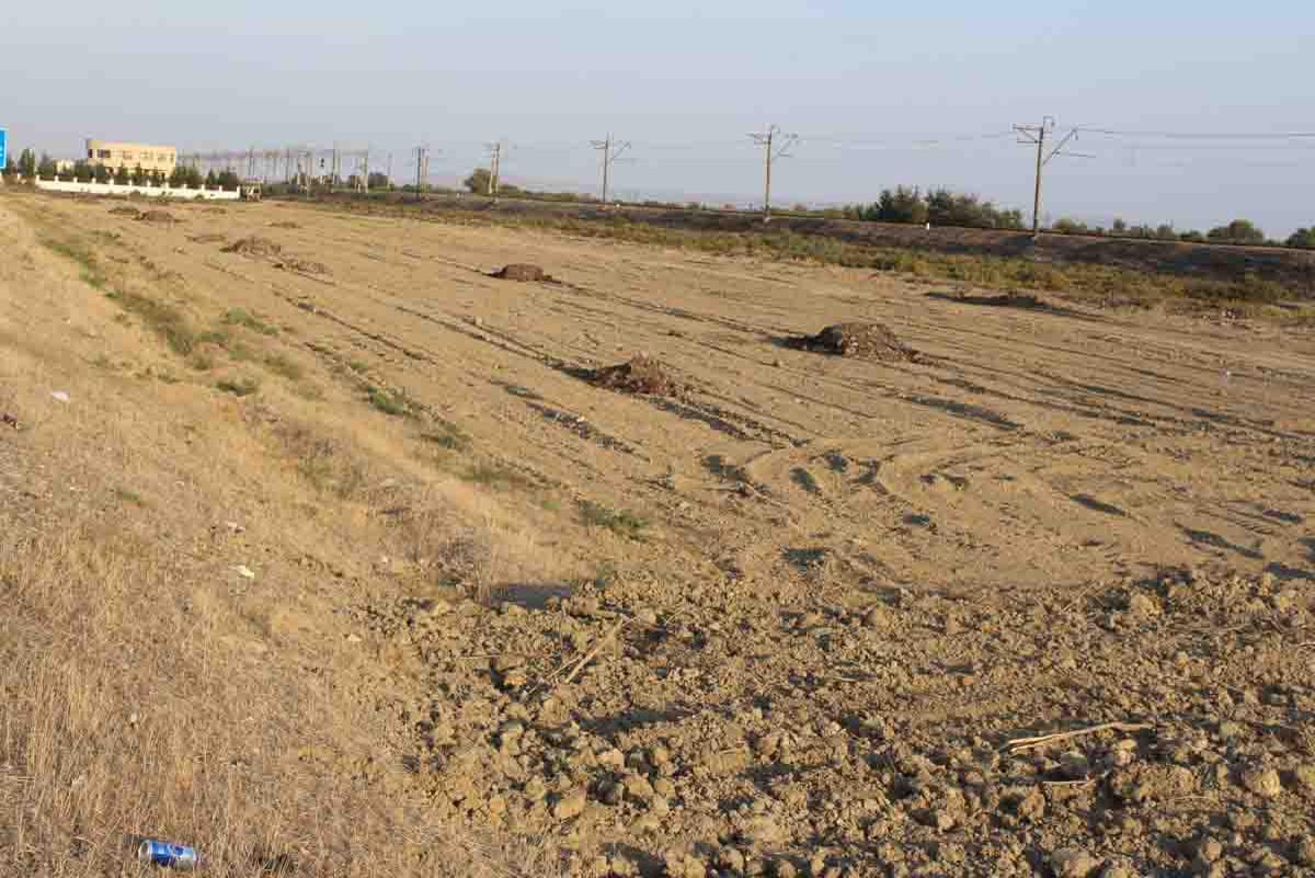 В Сабирабаде посадят 50 тыс. деревьев