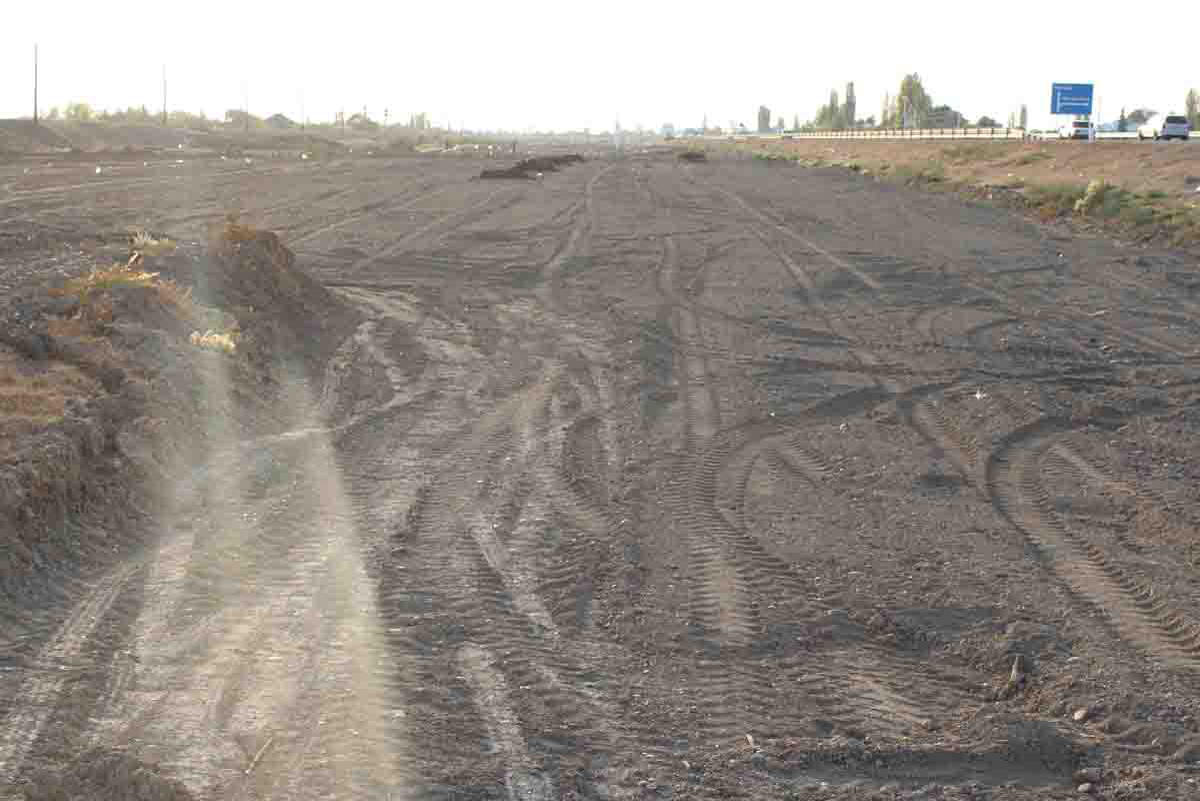 В Сабирабаде посадят 50 тыс. деревьев