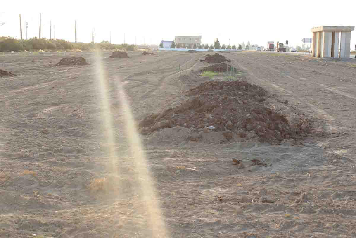 В Сабирабаде посадят 50 тыс. деревьев