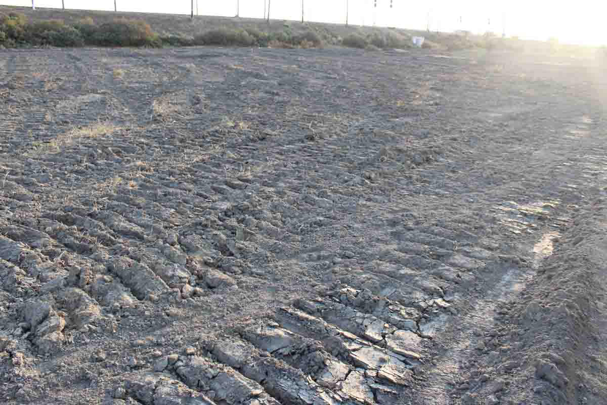 В Сабирабаде посадят 50 тыс. деревьев