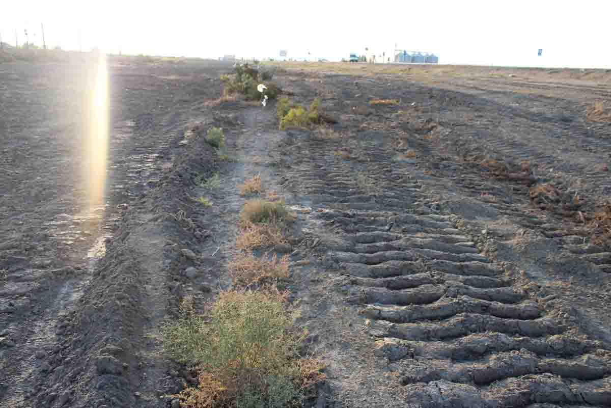 В Сабирабаде посадят 50 тыс. деревьев