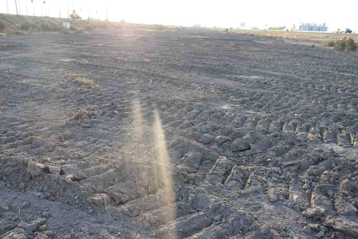 В Сабирабаде посадят 50 тыс. деревьев