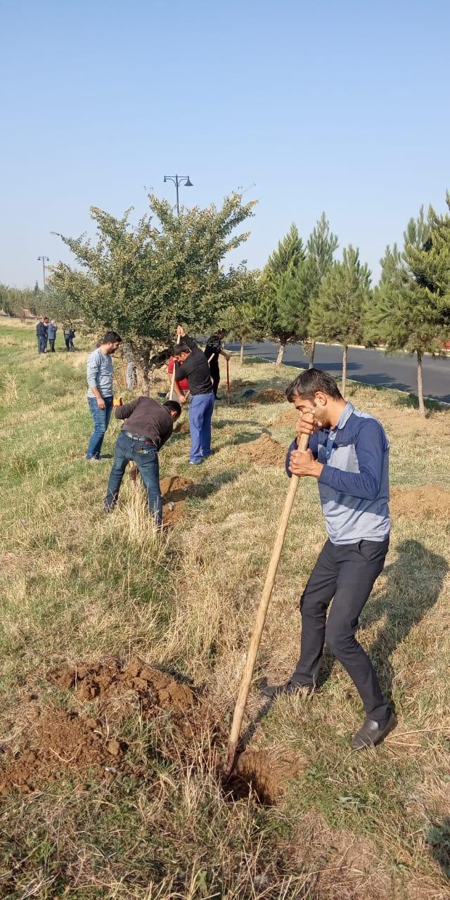 В Геранбое в течение одного дня посадят более 10 тысяч деревьев