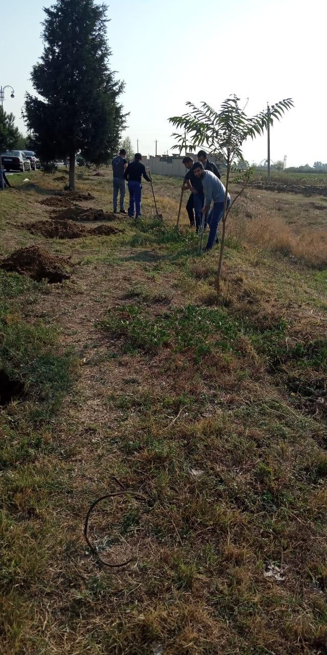 В Геранбое в течение одного дня посадят более 10 тысяч деревьев