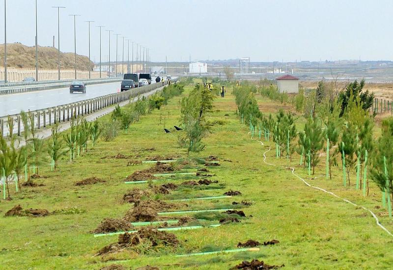 Посадка в Азербайджане 650 тыс. деревьев в один день очень важно как с экологической, так и политической точки зрения
