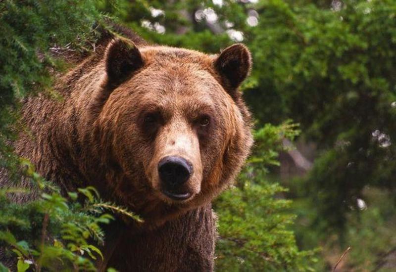 В Дагестане спасли медведя из западни
