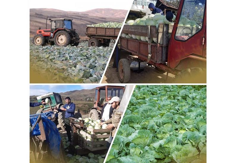Агентство по развитию МСБ Азербайджана помогло фермерам реализовать продукцию