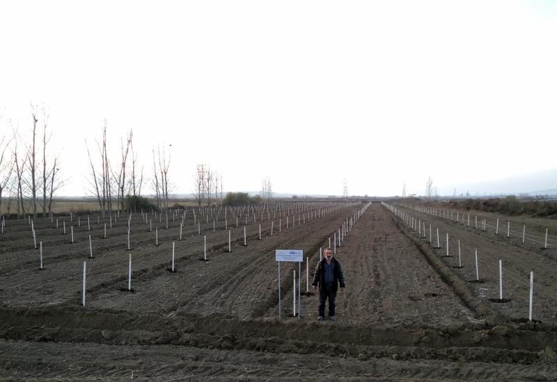 В рамках проекта «Социальные сады» закладываются фруктовые сады еще для 250 семей