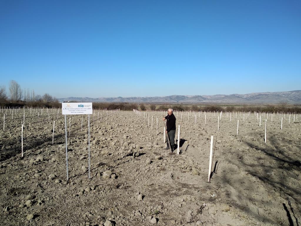 В рамках проекта «Социальные сады» закладываются фруктовые сады еще для 250 семей