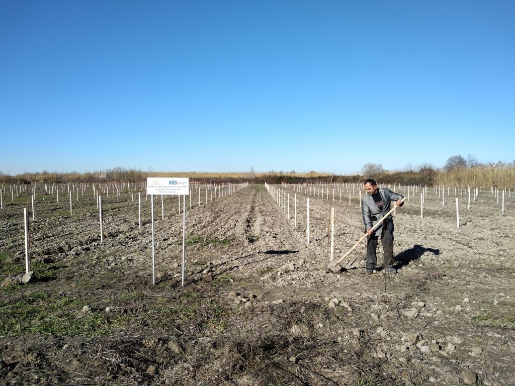 В рамках проекта «Социальные сады» закладываются фруктовые сады еще для 250 семей