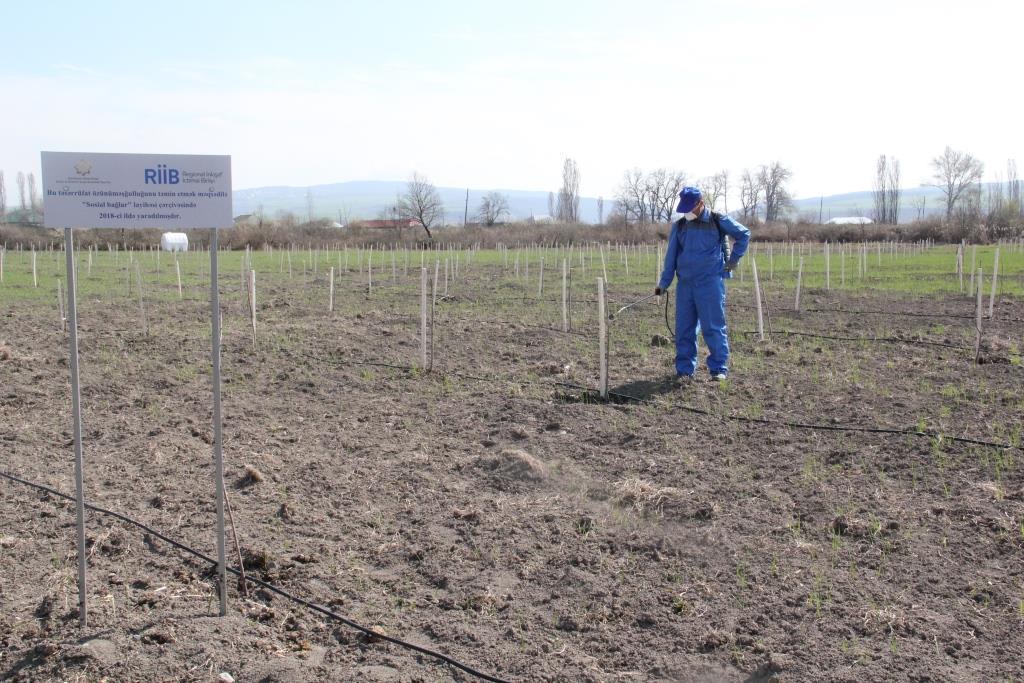 В рамках проекта «Социальные сады» закладываются фруктовые сады еще для 250 семей