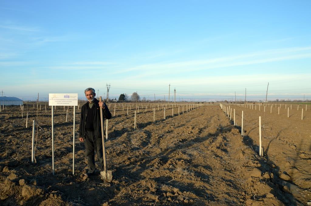 В рамках проекта «Социальные сады» закладываются фруктовые сады еще для 250 семей
