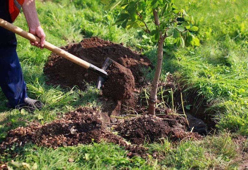 В рамках инициативы по посадке 650 тыс. деревьев будет озеленен придорожный участок автодороги Баку-Хачмаз