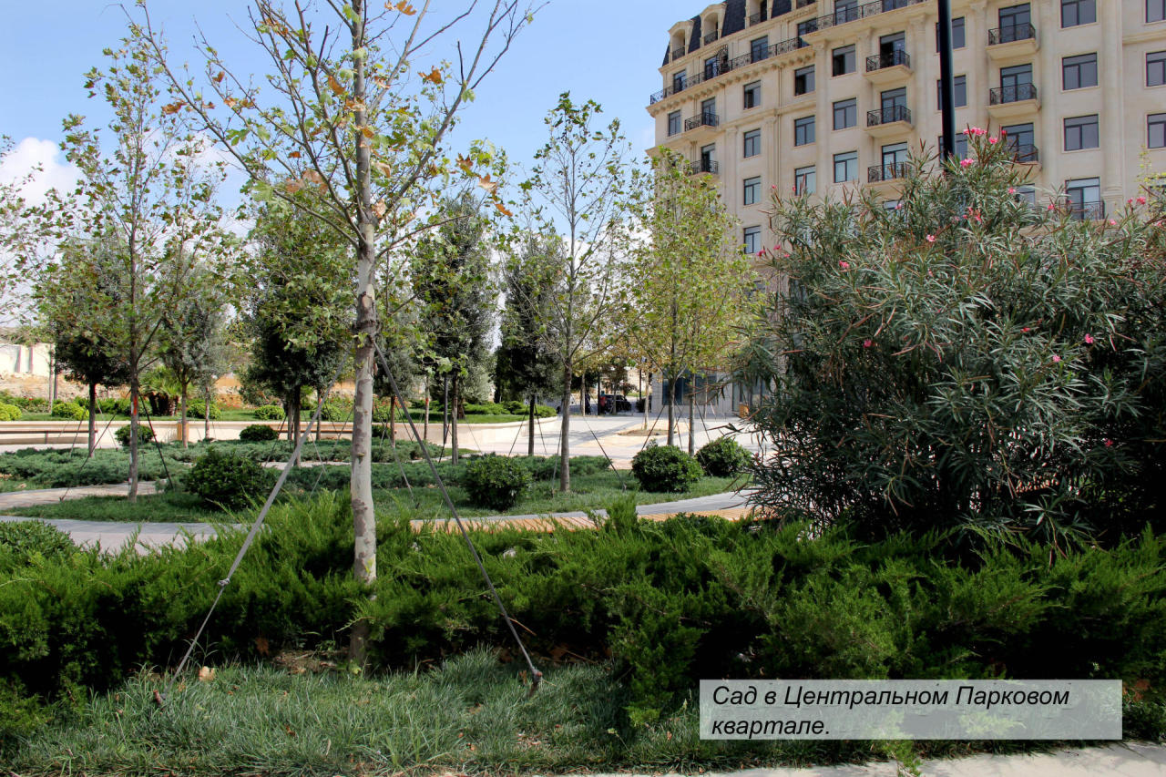 В Baku White City создается очередная зона озеленения